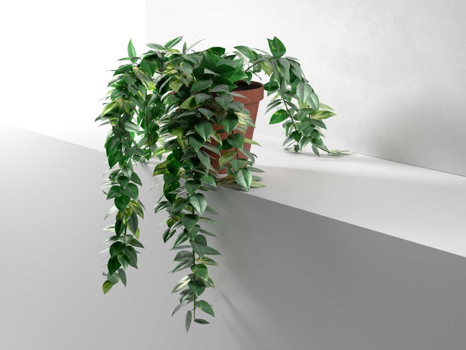 Хойя восковой плющ