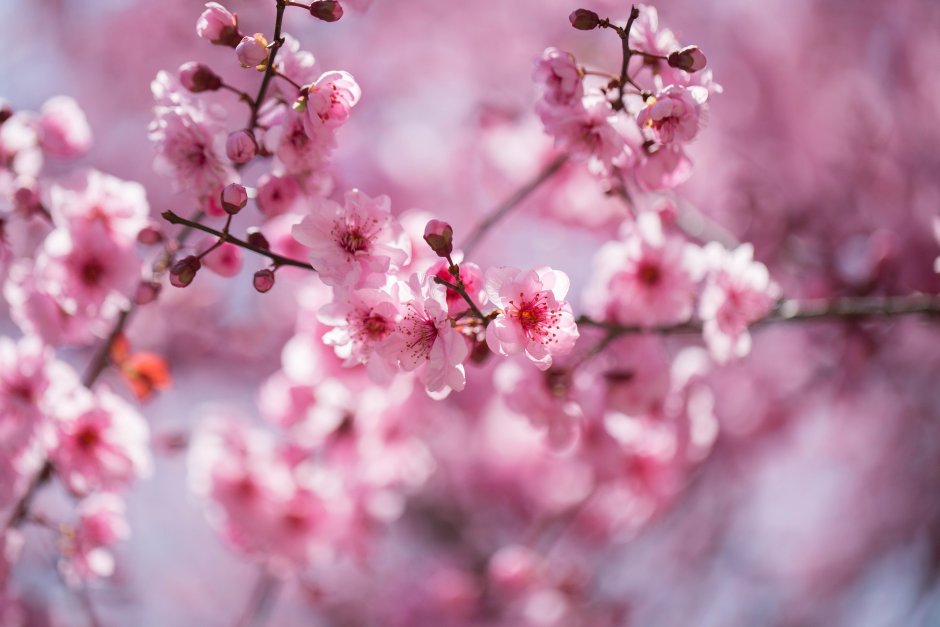 Светло вишневый цвет волос