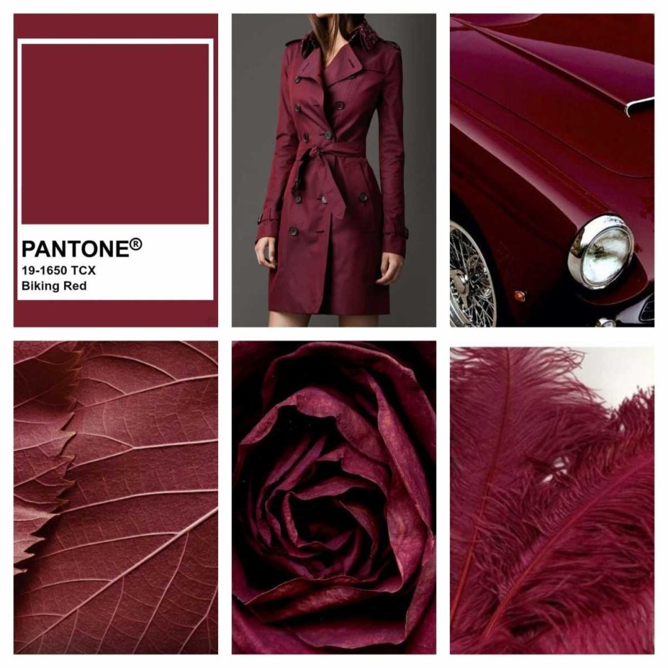 Нежно розовые цветы Сакуры