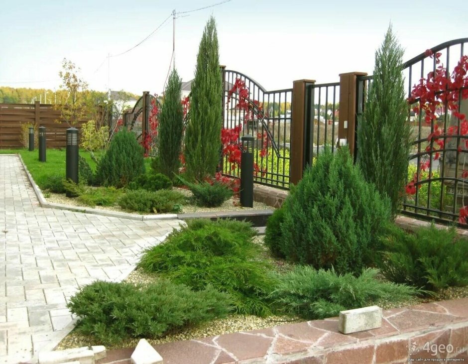 Мальвы наперстянка в цветнике