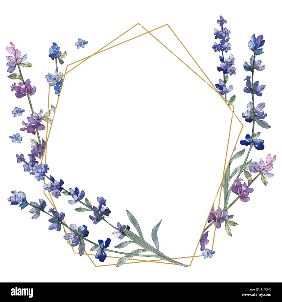 Рамка из лаванды на прозрачном фоне