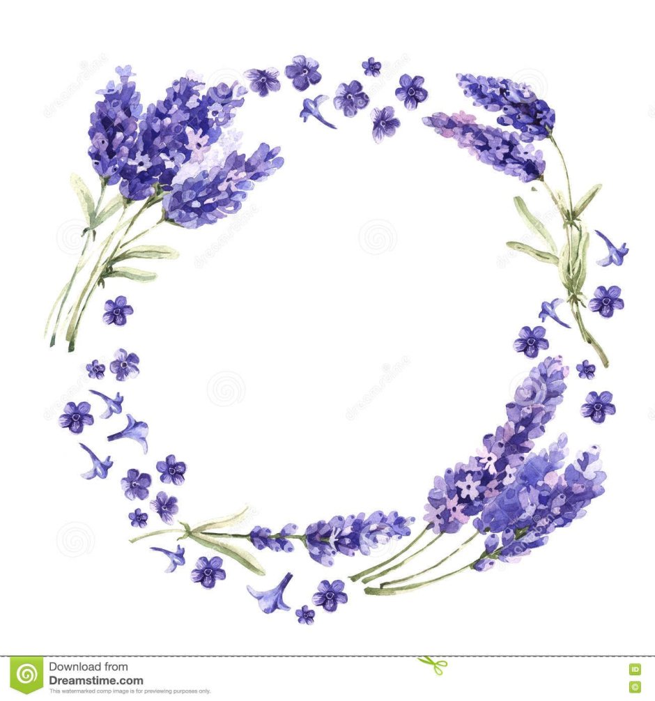 Лавандовый венок акварель