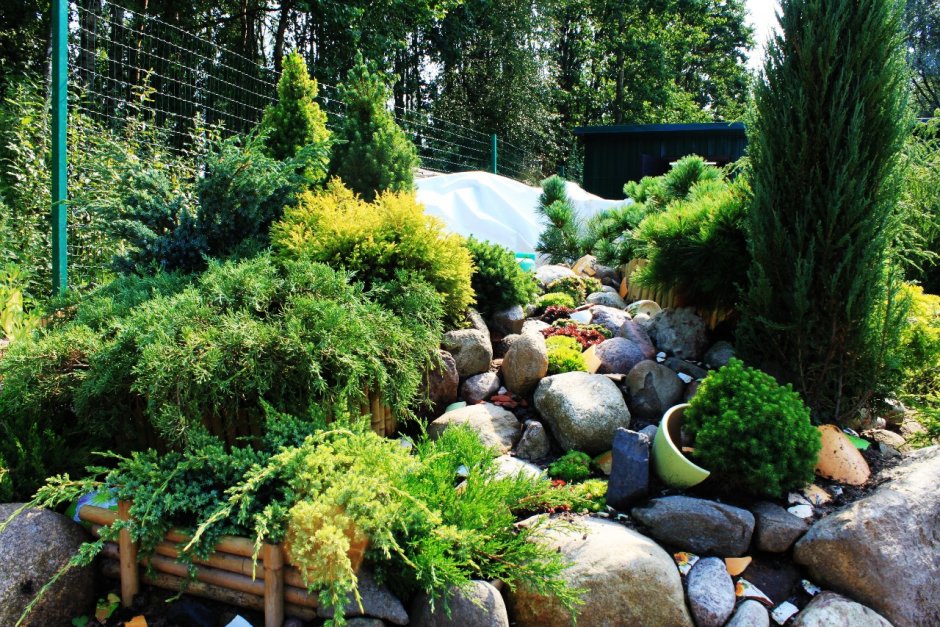 Можжевельник казацкий альпинарий