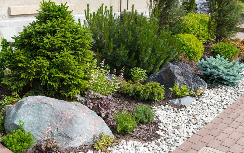 Клумба туя Хоста можжевельник