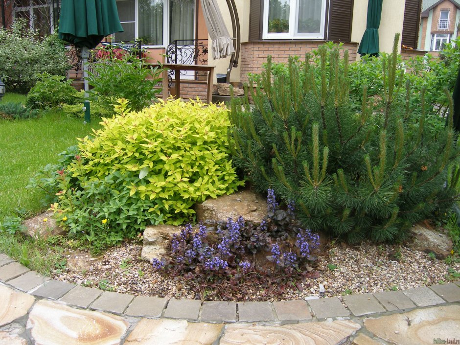 Хвойный миксбордер Андорра компакта