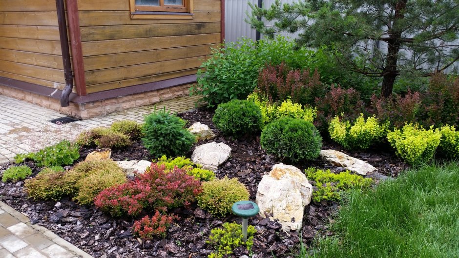 Альпинарий хвойные Каскад