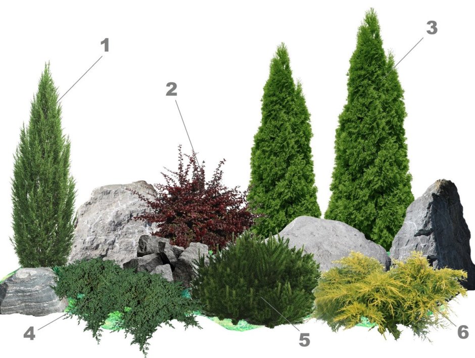 Ель Коника рокарий