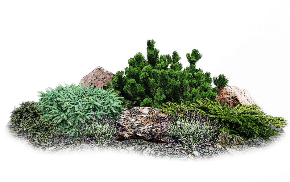 Альпийская горка Хвойная схема