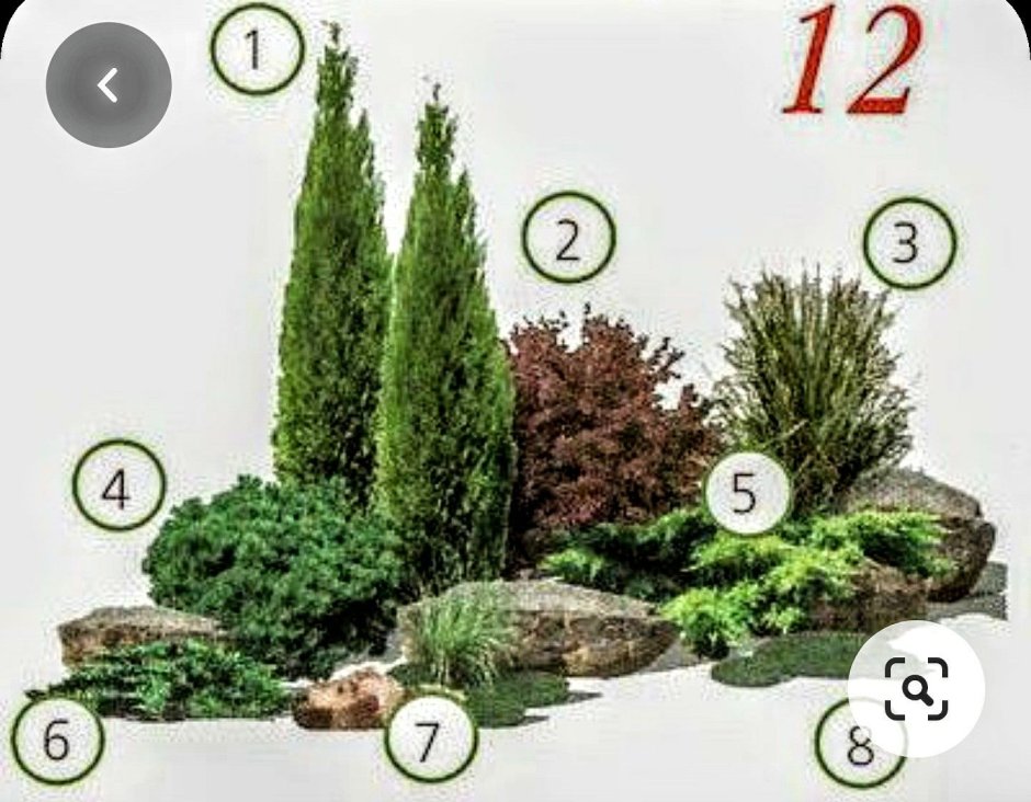 Сосна Горная Пумилио на клумбе