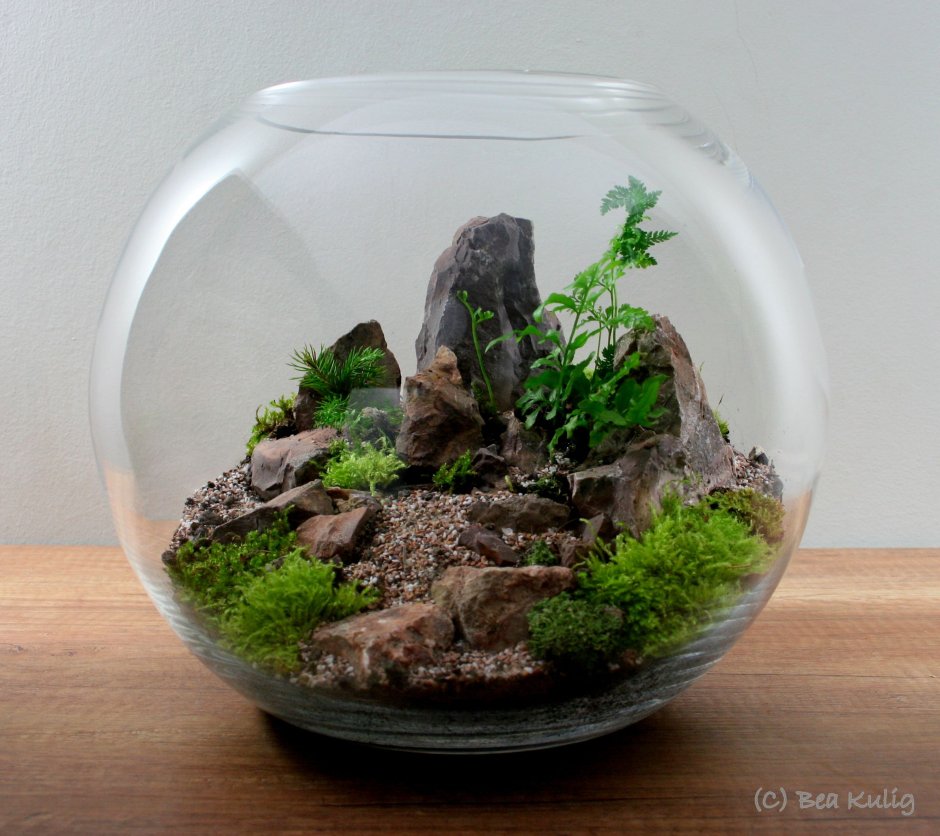 Terrarium Moss цвет