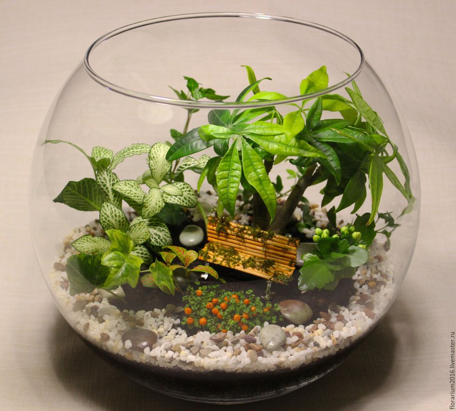 Солейролия флорариум