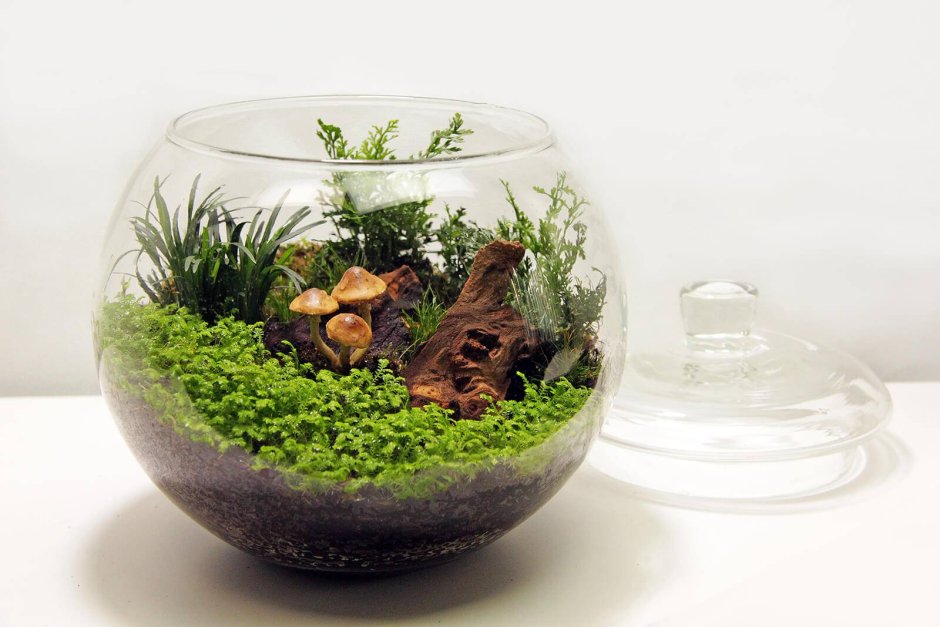 Флорариум скалы