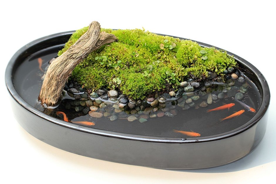 Флорариум с суккулентами сад