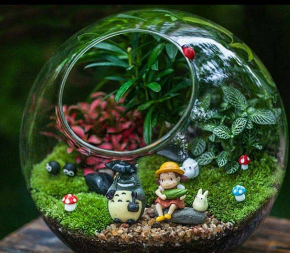 Суккуленты террариум флорариум