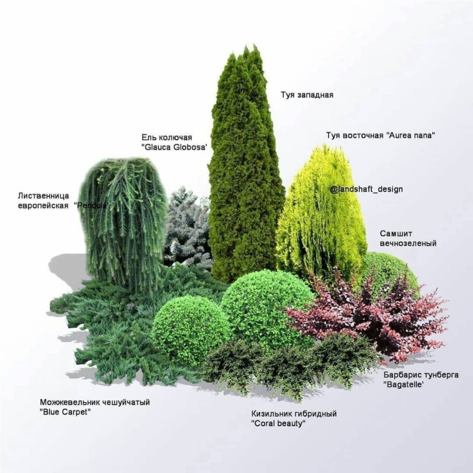 Хвойные композиции план