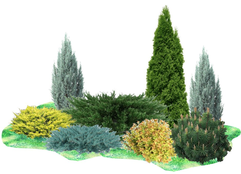 Можжевельник Блю Эрроу туя Smaragd