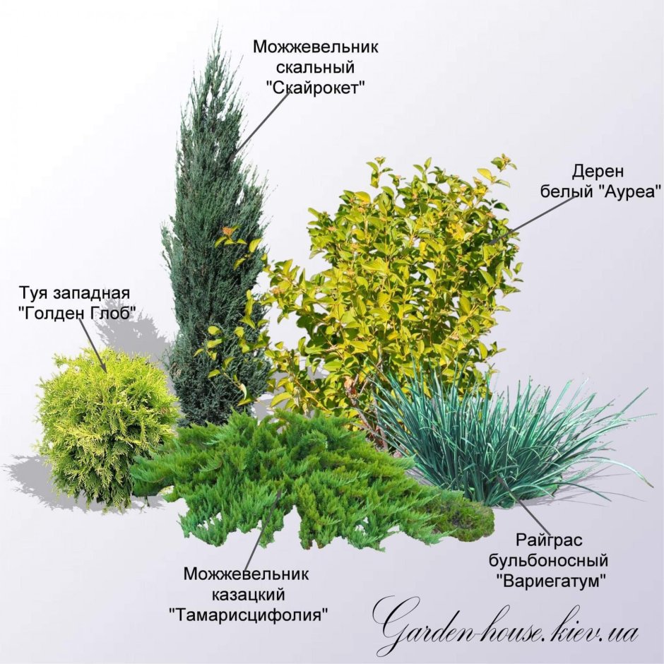 Миксбордер туя Барбарис