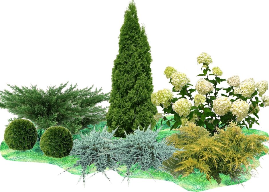 Миксбордер с туей Смарагд