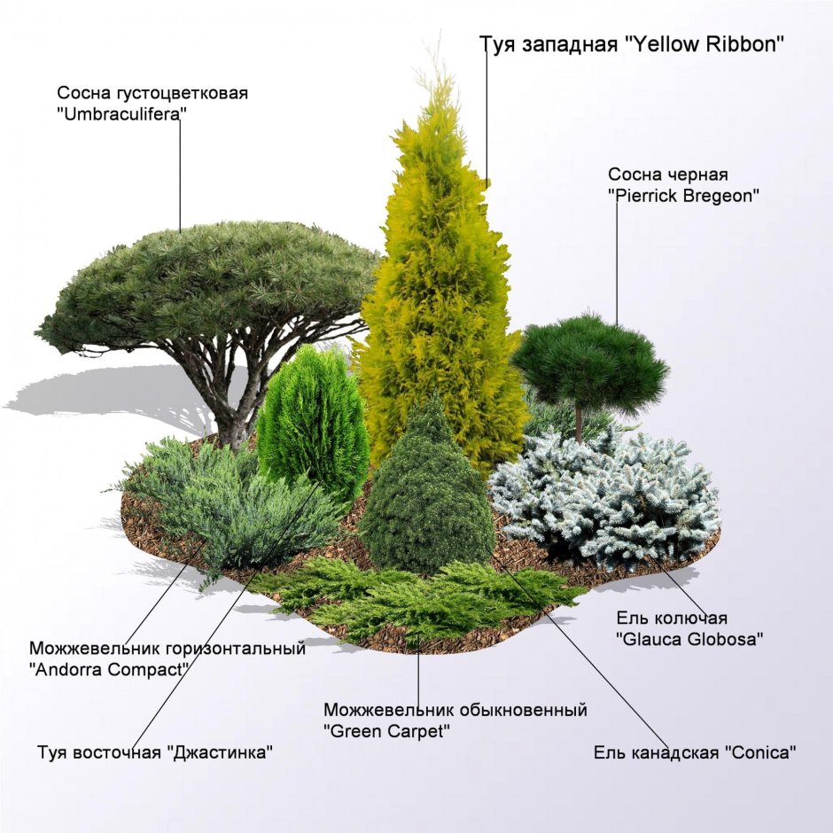 Туя Еллоу Риббон в миксбордере