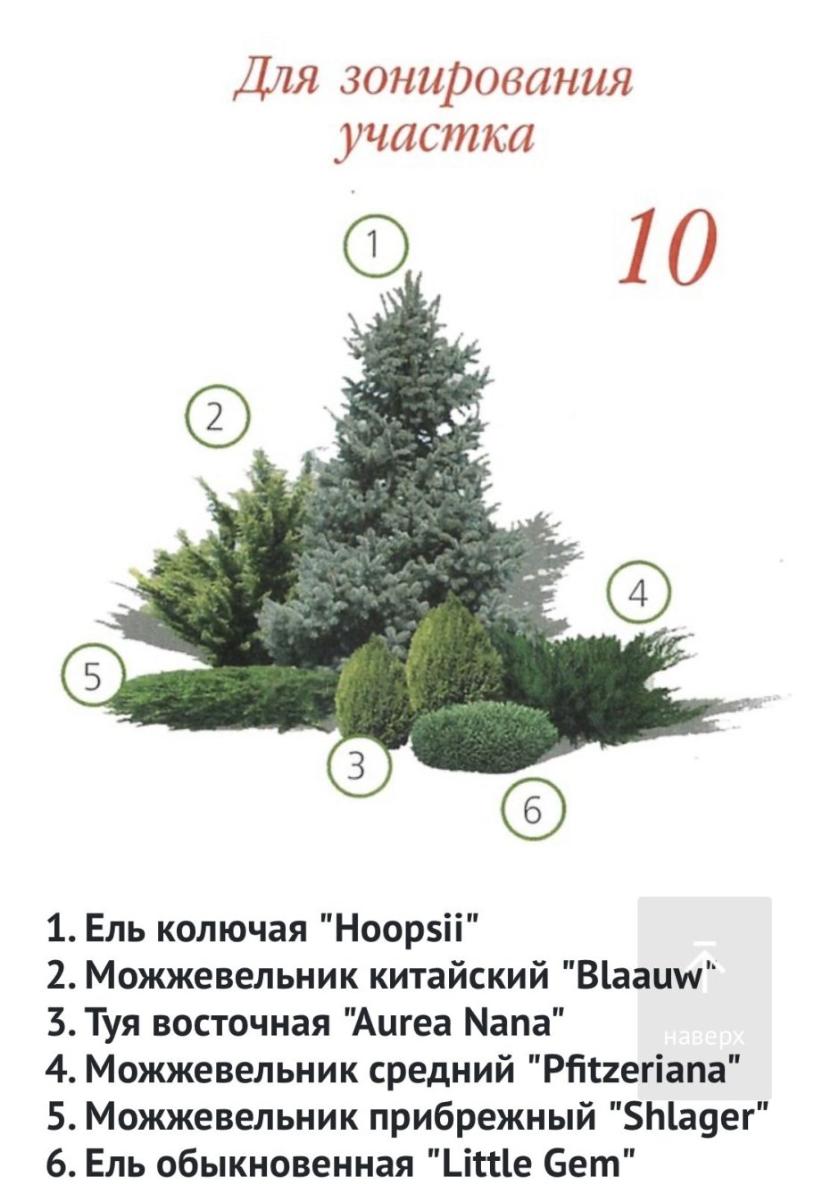 Схема посадки хвойных композиций с кустарниками