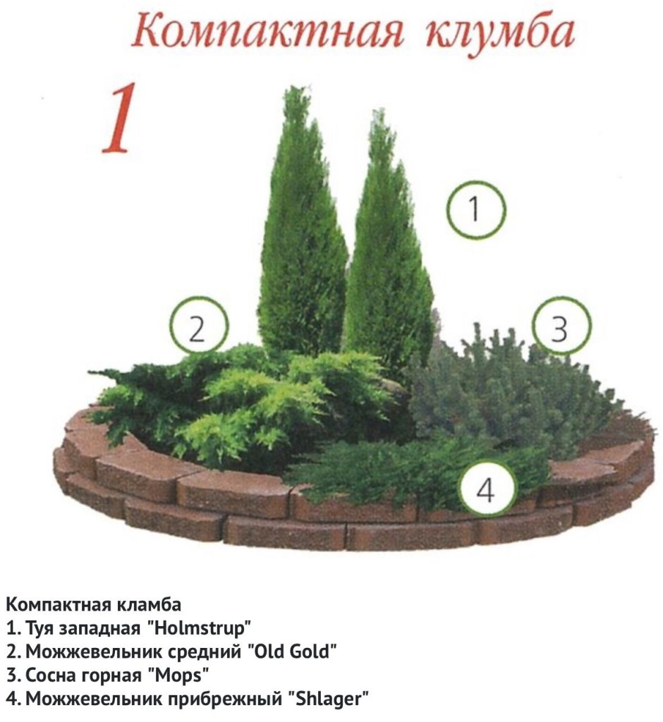 Клумба из хвойников и кустарников схема