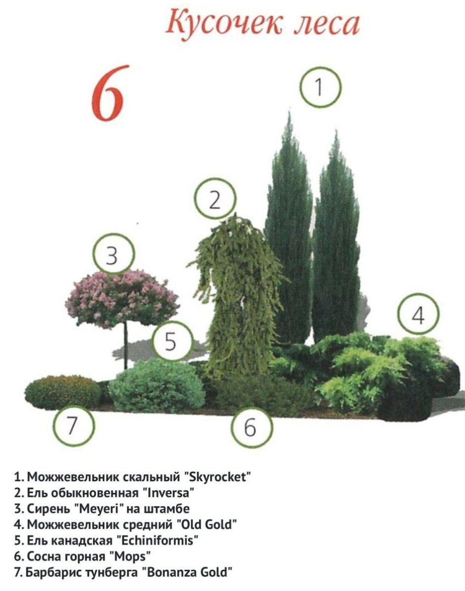 Хвойная клумба с можжевельником схема