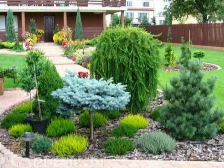 Миксбордер с горной сосной