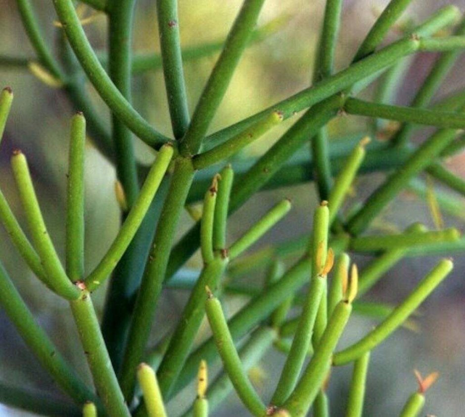 Молочай тирукалли