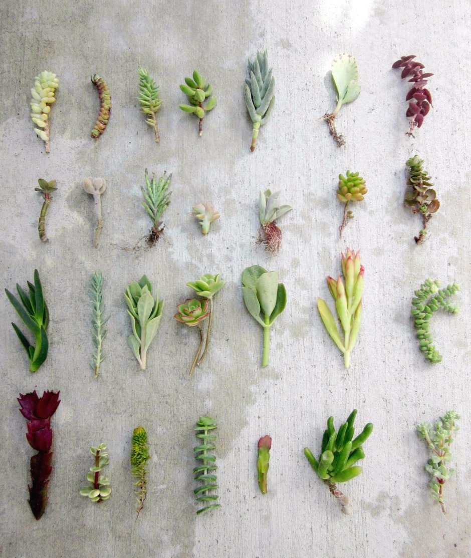 Укоренение суккулентов черенками