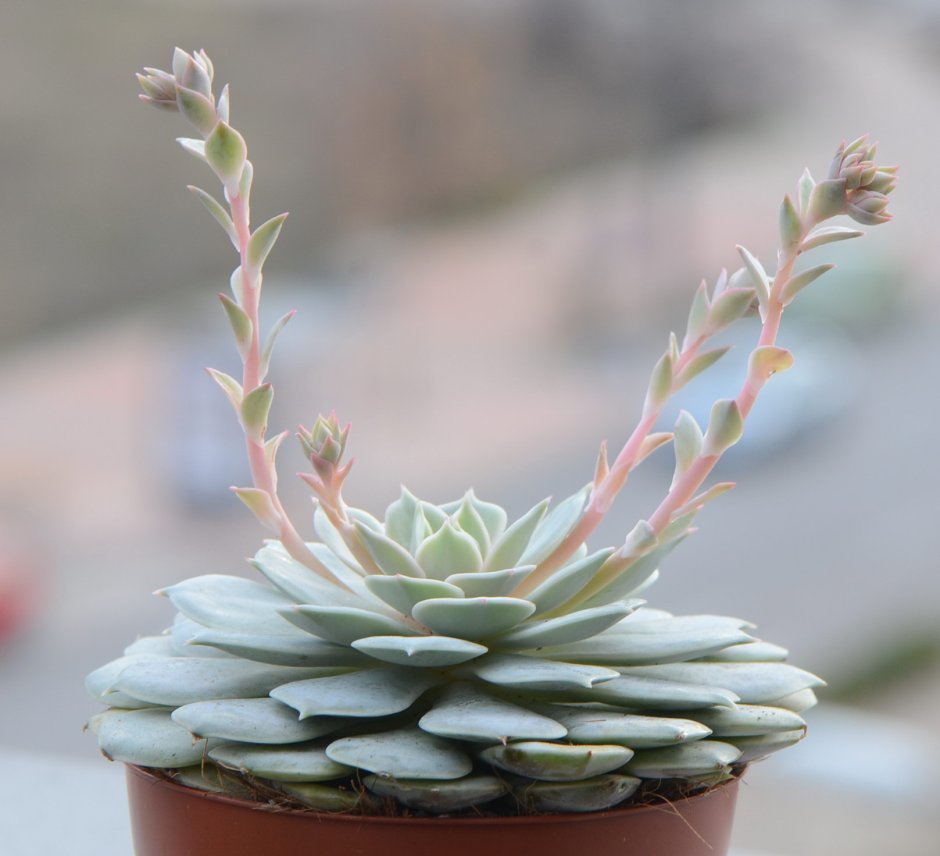 Эхеверия Блэк Сплеш