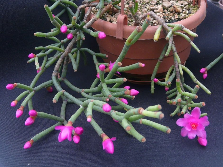 Суккуленты на белом фоне