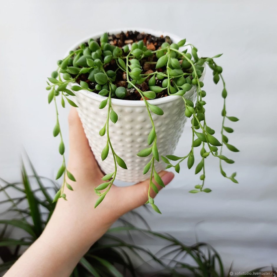 Суккулент Апорокактус