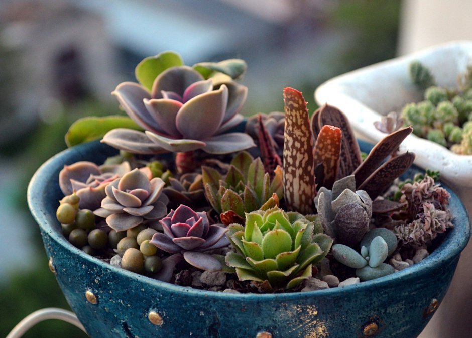 Хатиора солеросовая