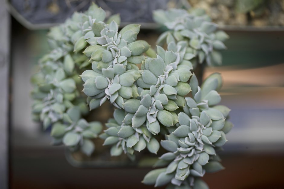 Суккуленты столбики