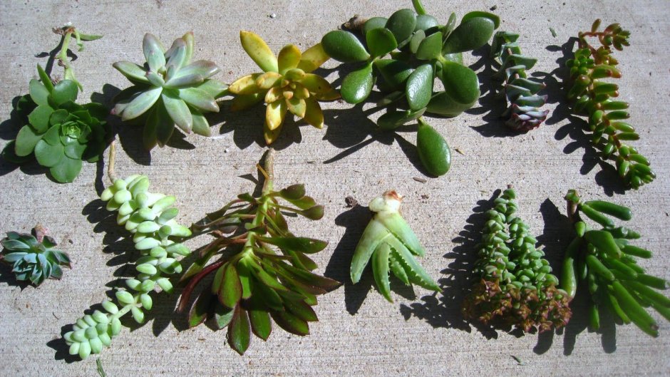 Икеа цветы Суккуленты