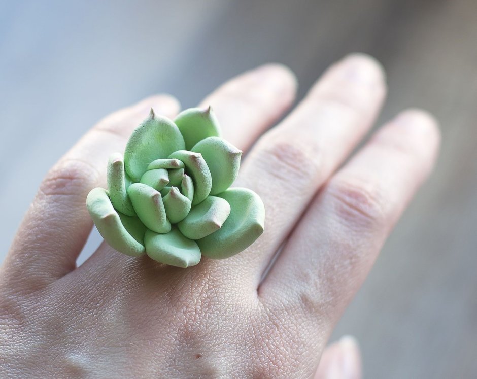 Суккулент sin ID