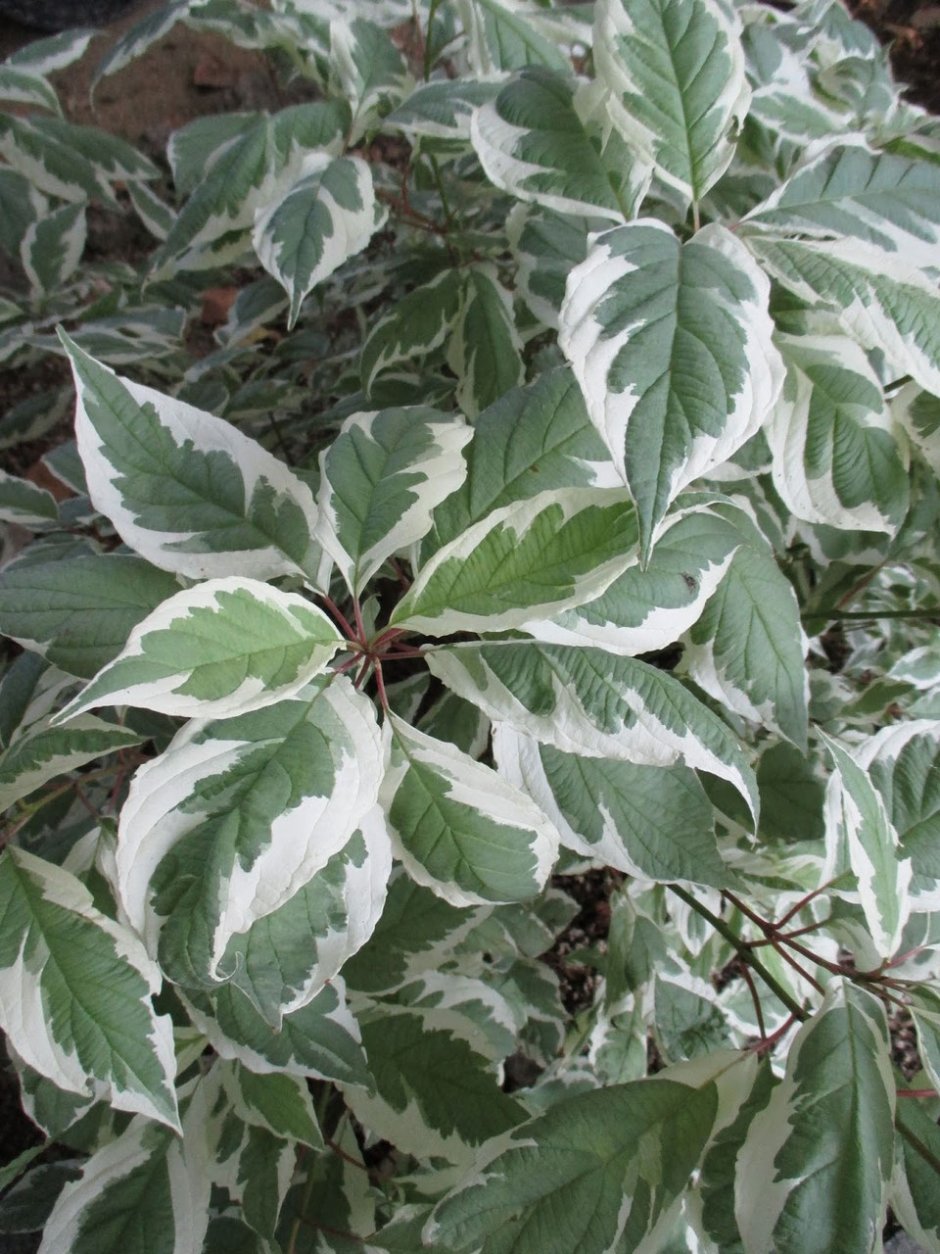 Дерен айвори Хало