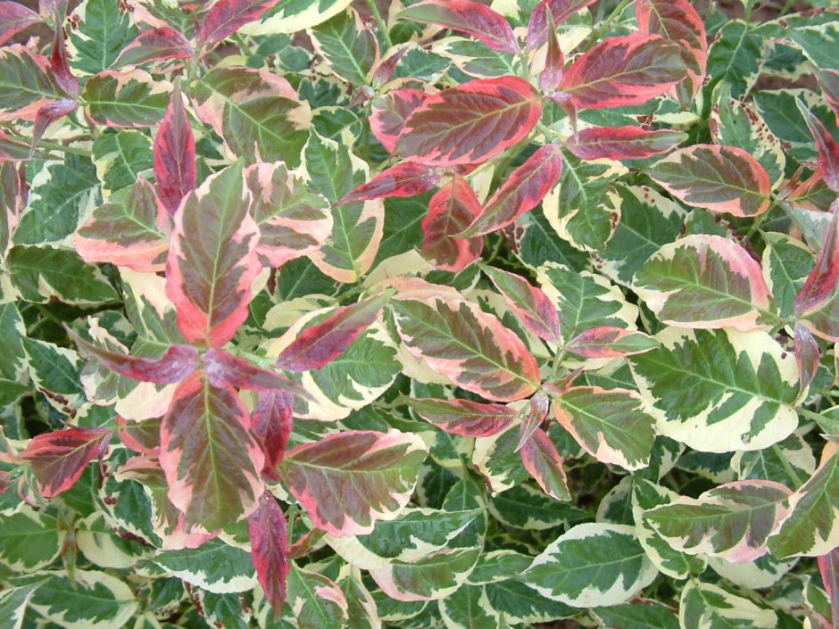 Кустарник с пестрыми листьями дерен