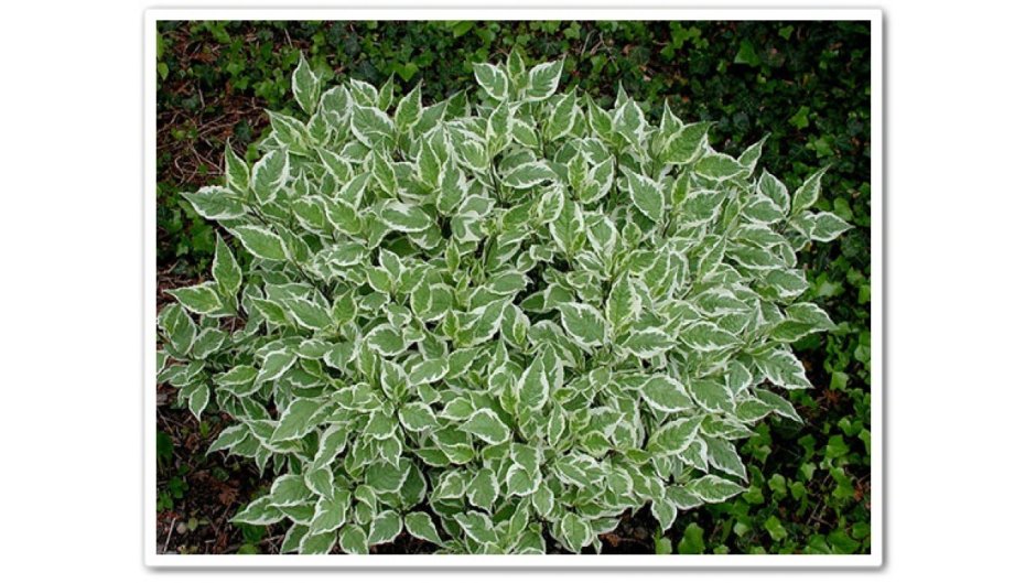 Дерен белый Cornus Alba Argenteomarginata