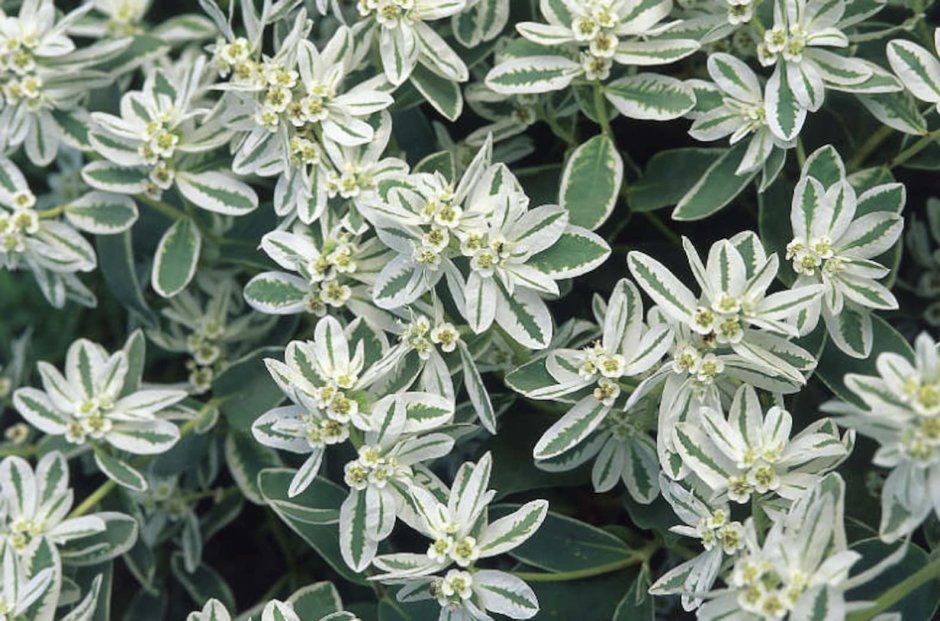 Молочай окаймленный (Маргината)