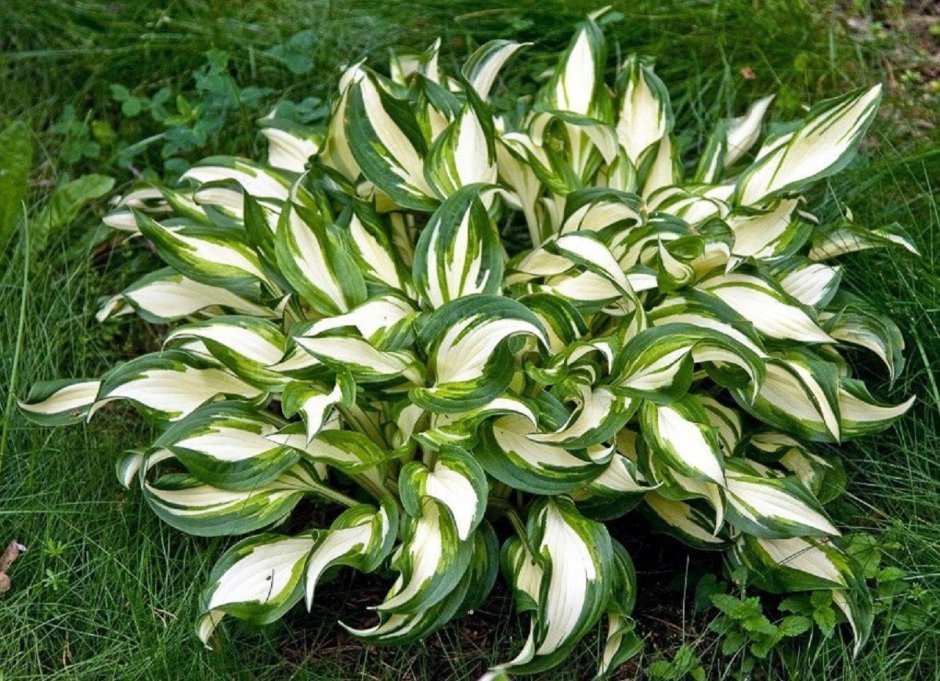 Хоста волнистая Медиовариегата