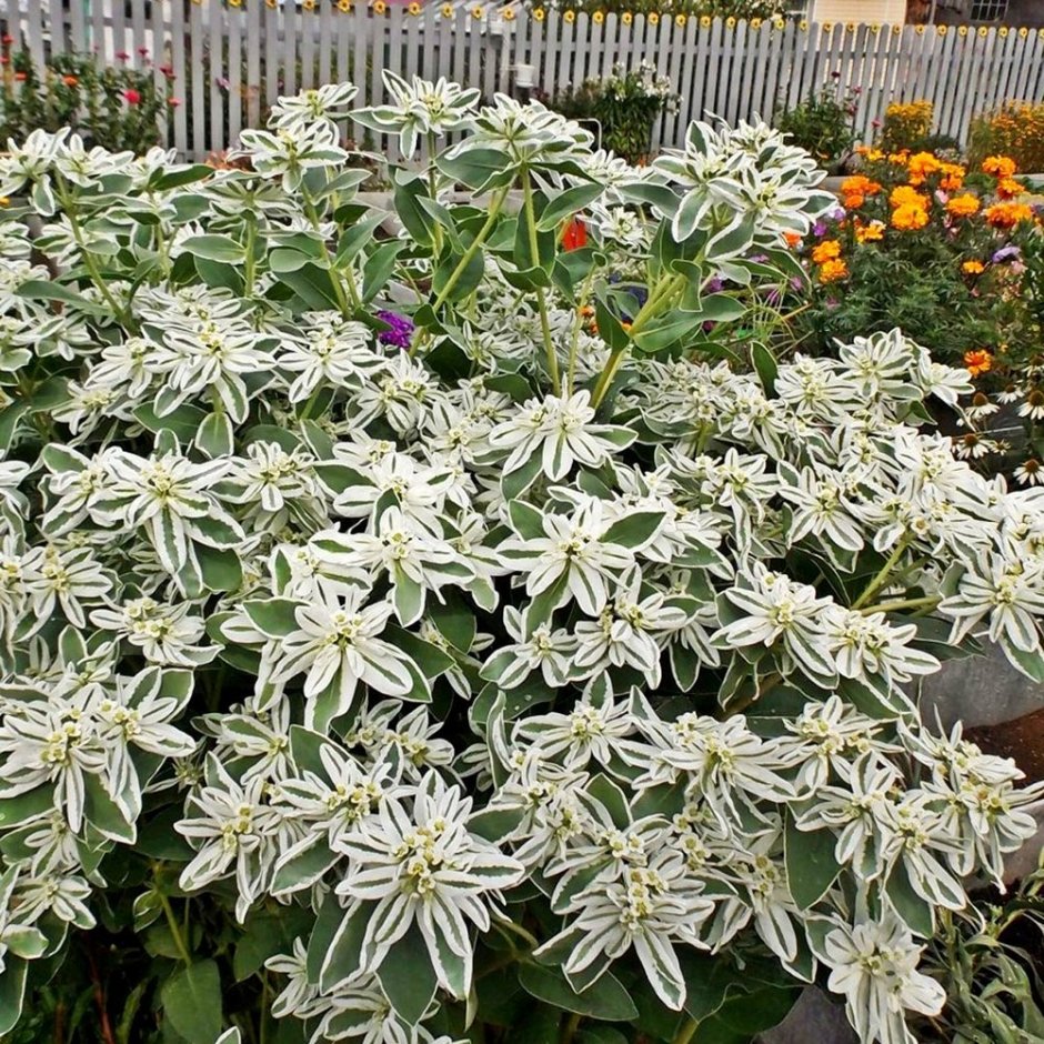 Молочай окаймленный Снежная вершина