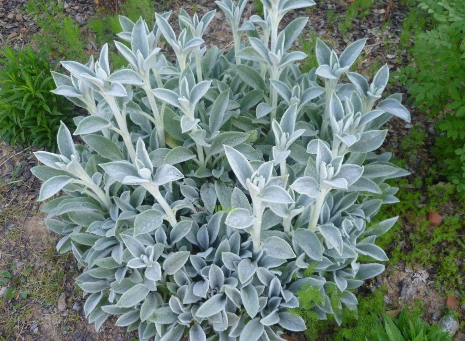 Стахис шерстистый чистец Византийский