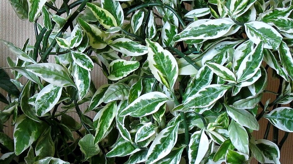 Педилантус пестрый