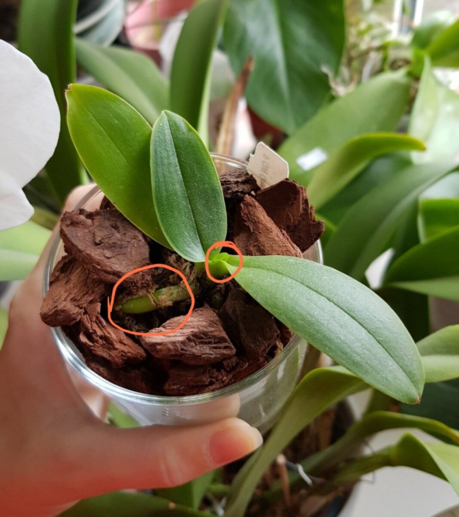 Пересаживание орхидеи