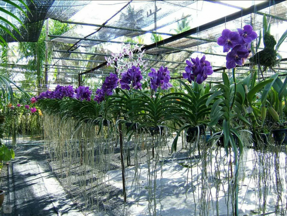 Орхидея Ванда в природе