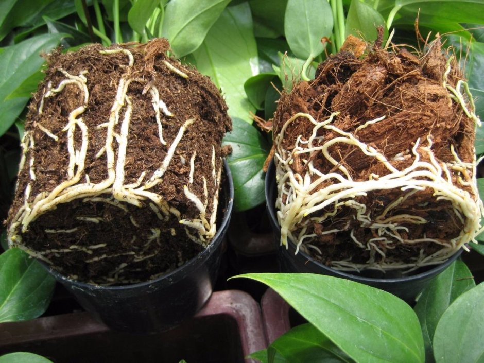 Мульчирование роз щепой