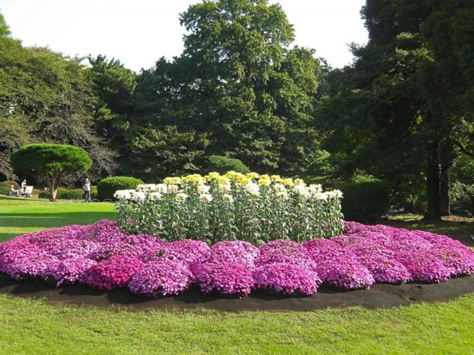 Обриета пурпурный Каскад