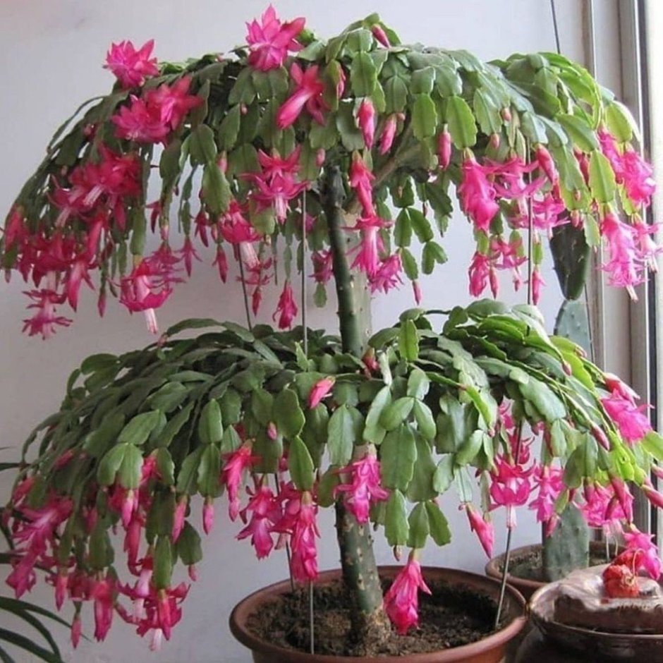 Многолетние долгоцветущие хризантемы