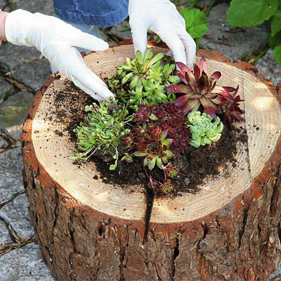 Церцис Иудино дерево